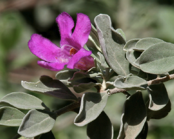 Texas Sage